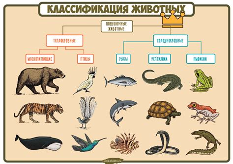 Классификация животных - плакат - Worksheets.ru