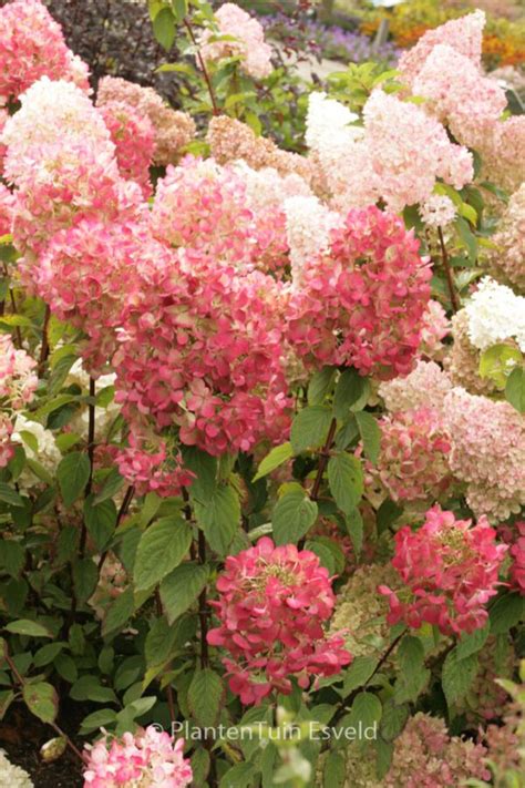 Hydrangea Paniculata Rendia DIAMOND ROUGE Esveld Webshop