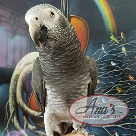 Timneh African Grey – Ana's Parrots & Supplies