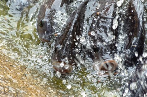 Why You Should Stop Eating Tilapia ASAP - Viral Buzz Makers