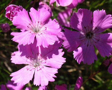 Nahuby.sk - Fotografia - klinček lesklý Dianthus nitidus Waldst. et Kit.