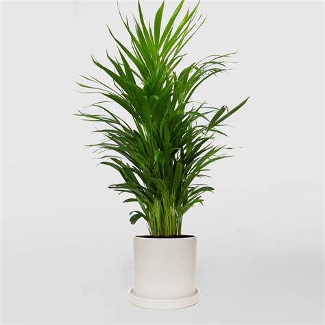 Golden Cane Palm Care Natures Colours Plants And Ts