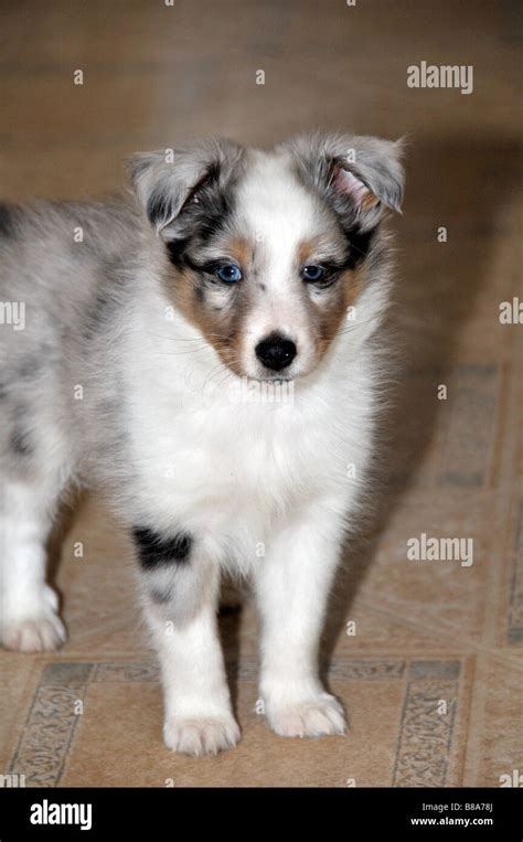 Portrait Of Eight Week Old Sheltie Puppy Stock Photo Alamy