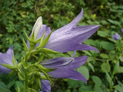 Колокольчик широколистный: фото, как выглядит, корневая система, как ...