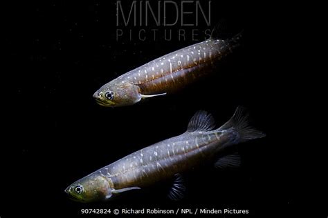 Stock Photo Minden Pictures