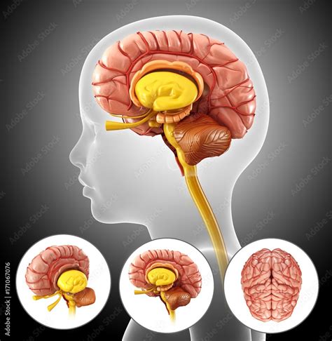 Illustration of a child's brain anatomy Stock Photo | Adobe Stock