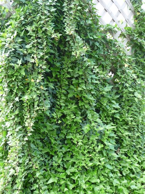 Hedera Helix English Ivy Kings Garden Center