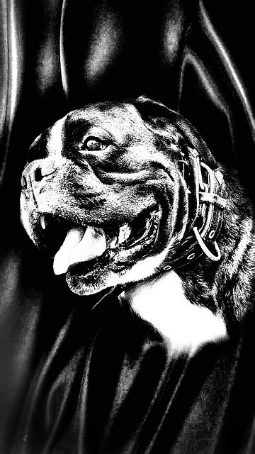 Dog Breed Boxer Friend Security Free Photo On Pixabay Pixabay