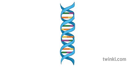 Double Helix Structure Of Dna Diagram Science Secondary Illustration