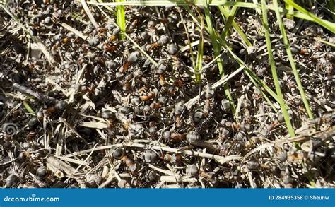 Fire Ants Crawling On The Anthill Colony Of Forest Bugs Crawling On Formicary Stock Footage