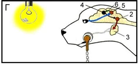 Рефлекторная регуляция. Полные уроки — Гипермаркет знаний