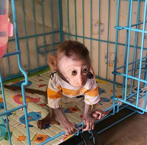 Amazing Social Babies Capuchin Monkeys For Sale Buyforfarm Free