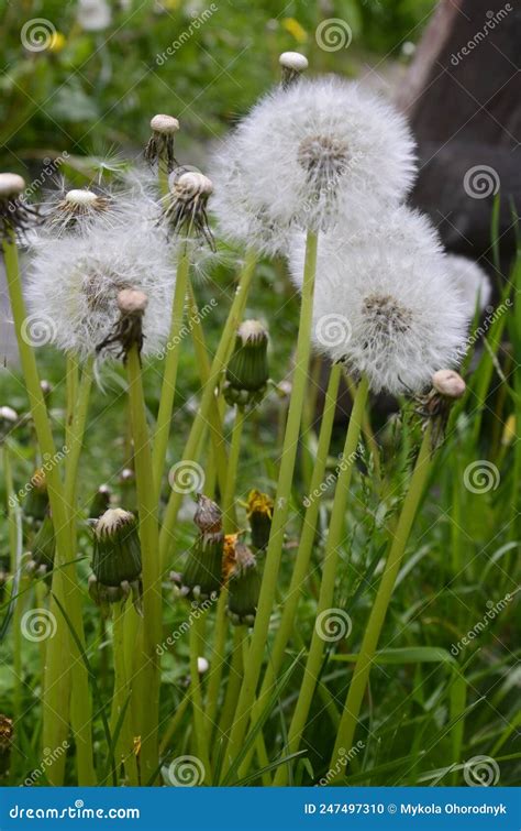 Faded White Fluffy Dandelion Flower On A Background Of Green Grass