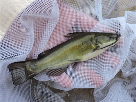 Black Bullhead Saskatchewan Fish Inaturalist Canada