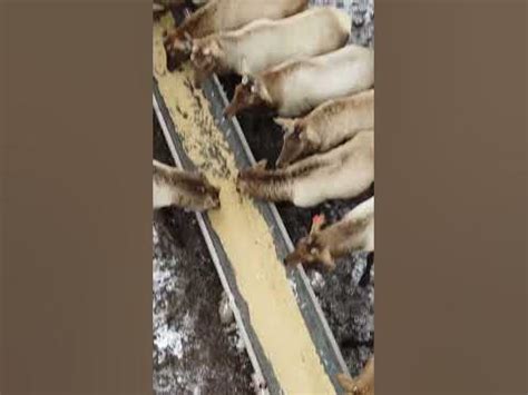 Пантогематоген (кровь Алтайского марала) собственная рецептура ...