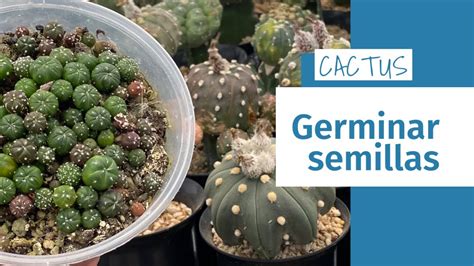 Gu A Definitiva Germinar Semillas De Cactus Astrophytum Ater As