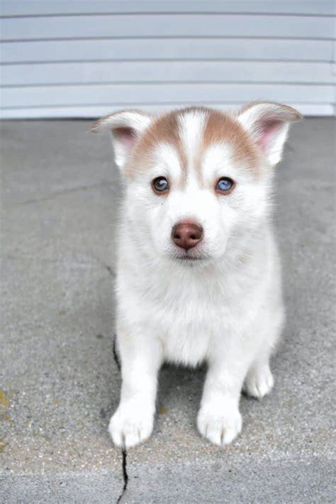 The Pomeranian Husky A Beautiful Cross Worth Learning About Your