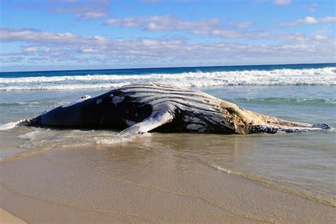 Dead Humpback Whale Washes Up On Beach Near Margaret River Abc News