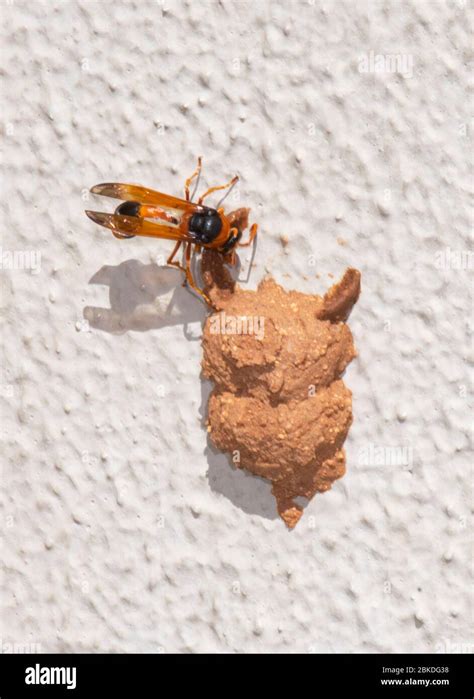 Potter Wasp Nest Hi Res Stock Photography And Images Alamy