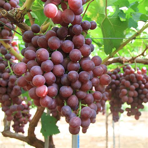 Маджента (Magenta) - сорт винограда