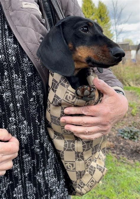 Неприятный случай с собакой в электричке | Такса-блогер Симба | Дзен