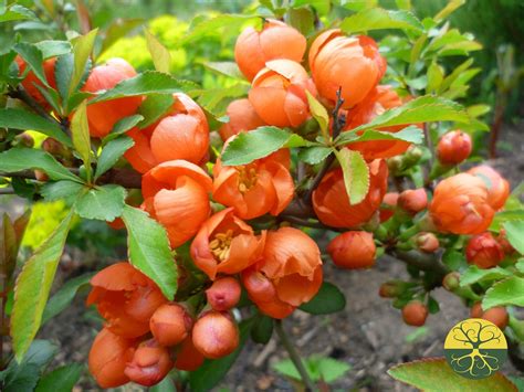 Китайская айва кустарник плоды (84 фото)