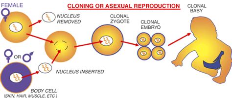 WHat is Human CLoning? - Human Cloning