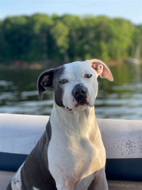 Uncovering Local Legacy: GL Brightharp & Sons Mortuary Death Notices and Tributes