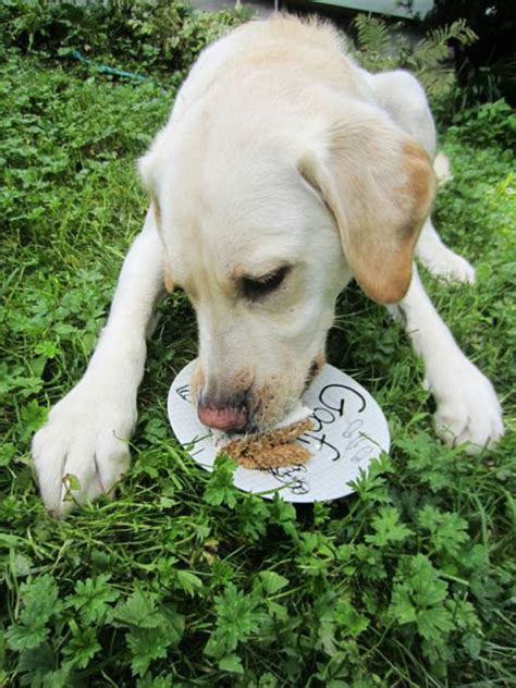 Dogs Eating Cake - Cute Photos of Dogs