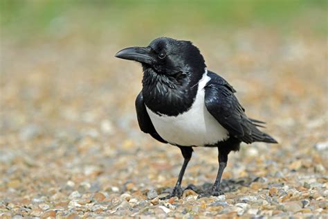 Details : Pied Crow - BirdGuides
