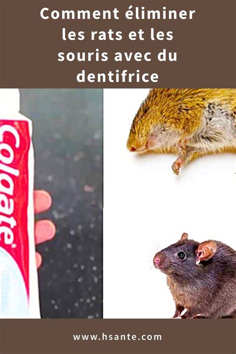 Comment Liminer Les Rats Et Les Souris Avec Du Dentifrice Rats