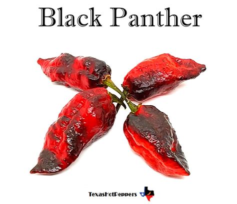 Black Panther – Texas Hot Peppers