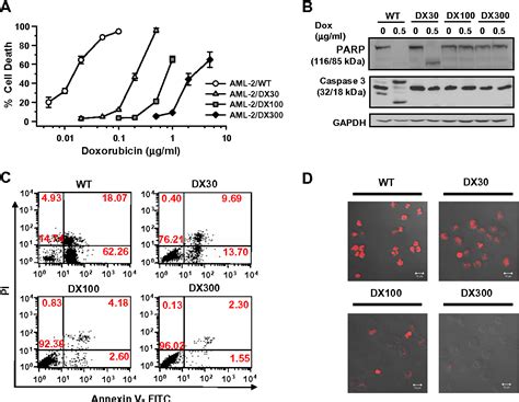 Figure 1 From Resveratrol Mediated Reversal Of Doxorubicin Resistance