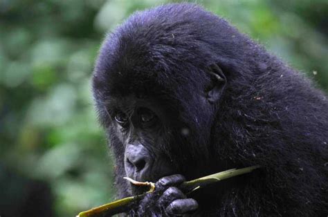 Ruanda Gorilla Di 6 Giorni E Golden Monkey Tracking Big 5 Tour