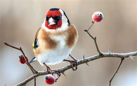 Help De Vogels De Winter Door Vogelbescherming Hot Sex Picture