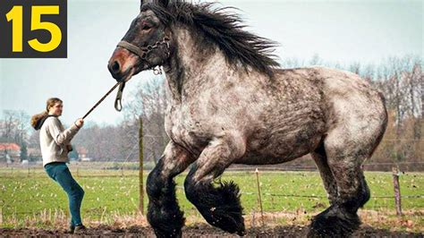 15 Rare And Beautiful Horse Breeds Public Content Network The
