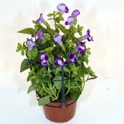 Torenia Fournieri M Ster Gr Ns Blomsterlexikon