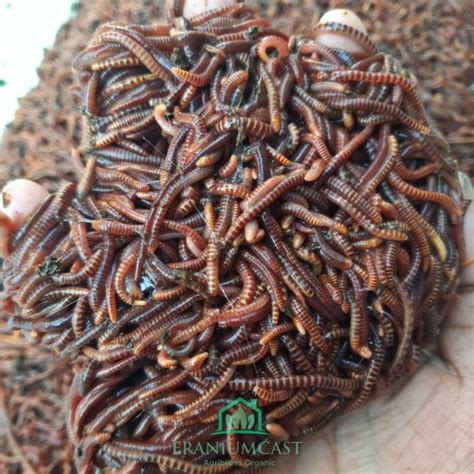 Jual Cacing Tanah Tiger Cacing Merah Kg Pakan Ikan Umpan Pancing Obat