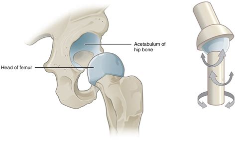 Classification of Joints | Anatomy and Physiology I