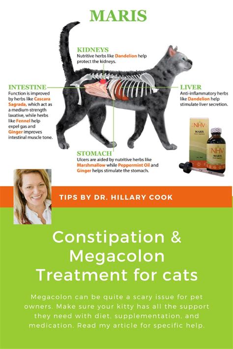 Home Remedies For Constipation In Cats – MartLabPro