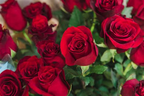 manfaat air mawar  menakjubkan   membuatnya