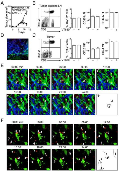 VT680 Labeled Cytotoxic T Lymphocytes CTLs Remain Functional And Can