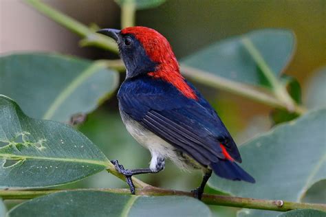 Огненноспинный цветоед, Dicaeum cruentatum cruentatum, Sca… | Flickr