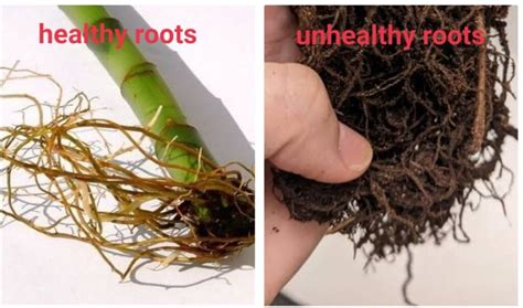 Lucky Bamboo Turning Yellow 6 Steps Guide To Save Yellow Unhealthy Lu