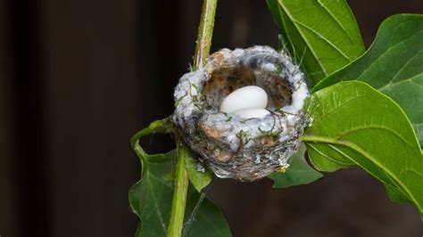 How Many Eggs Does A Hummingbird Lay Hummingbirds Info