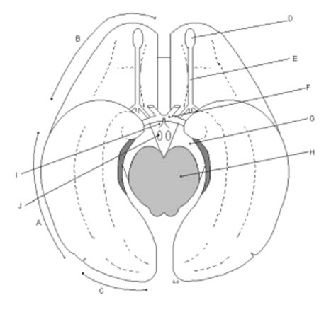 Diagramme De Neuroanatomie Ace Inf Rieure Des H Misph Re Quizlet