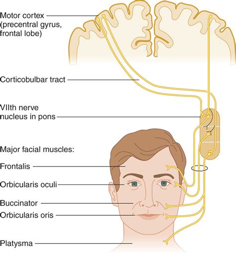 Corticobulbar Tract Cranial Nerves