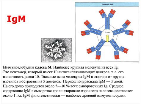 Получение и практическое использование антител - презентация онлайн