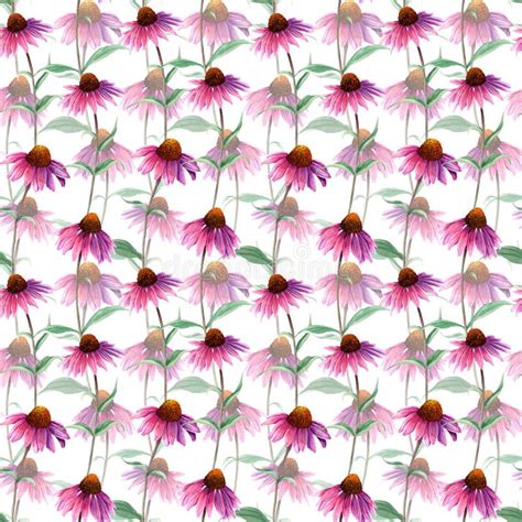 Seamlesss Pattern With Herb Flower Coneflower Echinacea Watercolor