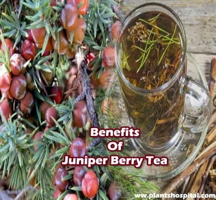 Juniper Berry Tea: Top 11 Health Benefits, Uses & Warnings (With Video)